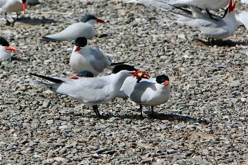 Caspian tern with bullhead by Oregon State University is licensed under CC BY-SA 2.0.